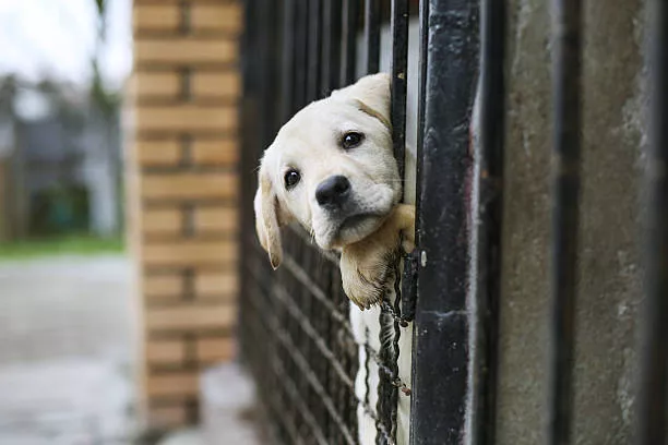 Manifestazione d'interesse per gestione cani randagi Ruoti  - Errata Corrige